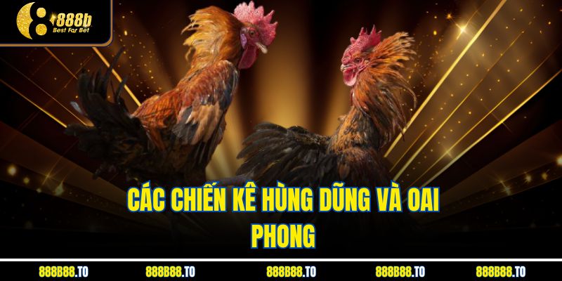 Các chiến kê hùng dũng và oai phong