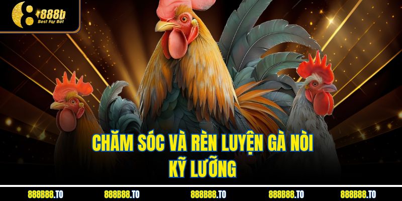 Chăm sóc và rèn luyện gà nòi kỹ lưỡng