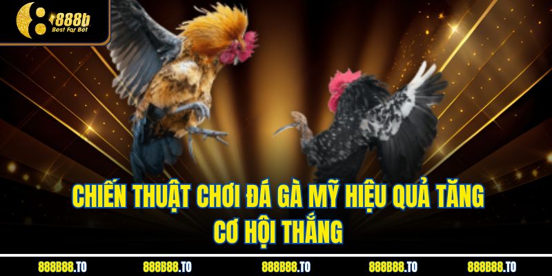 Chiến thuật chơi Đá Gà Mỹ hiệu quả tăng cơ hội thắng