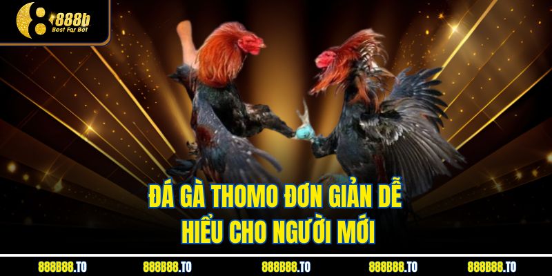 Đá Gà Thomo đơn giản dễ hiểu cho người mới