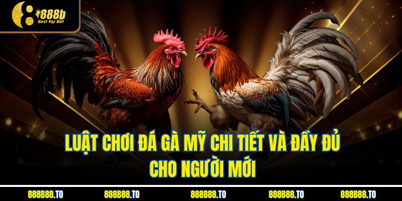 Luật chơi Đá Gà Mỹ chi tiết và đầy đủ cho người mới
