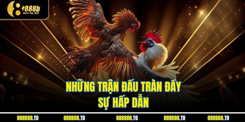 Những trận đấu tràn đầy sự hấp dẫn