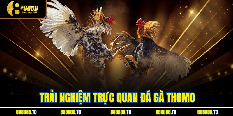 Trải nghiệm trực quan Đá Gà Thomo