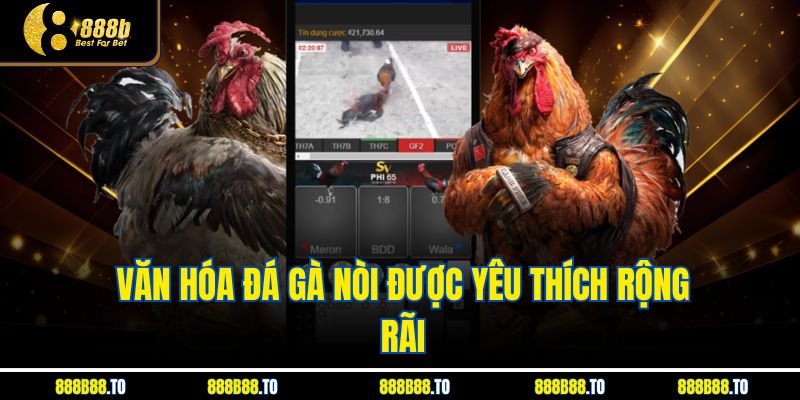 Văn hóa đá gà nòi được yêu thích rộng rãi